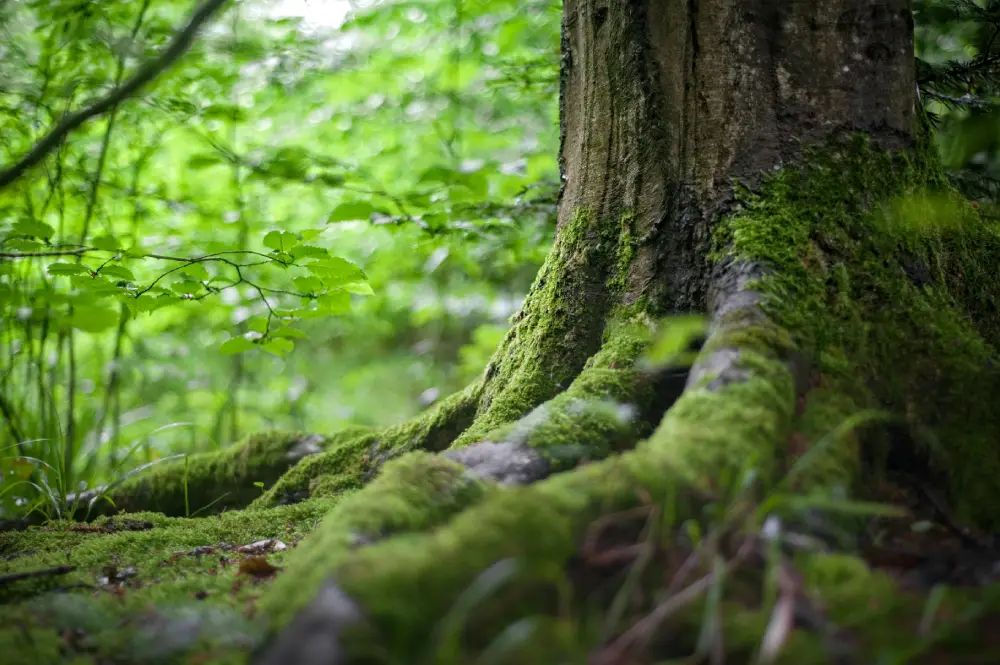 Racine d'arbre